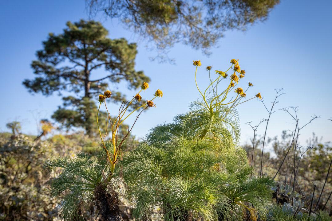 Plan to Cull All Deer on a California Island Is Dividing Conservationists