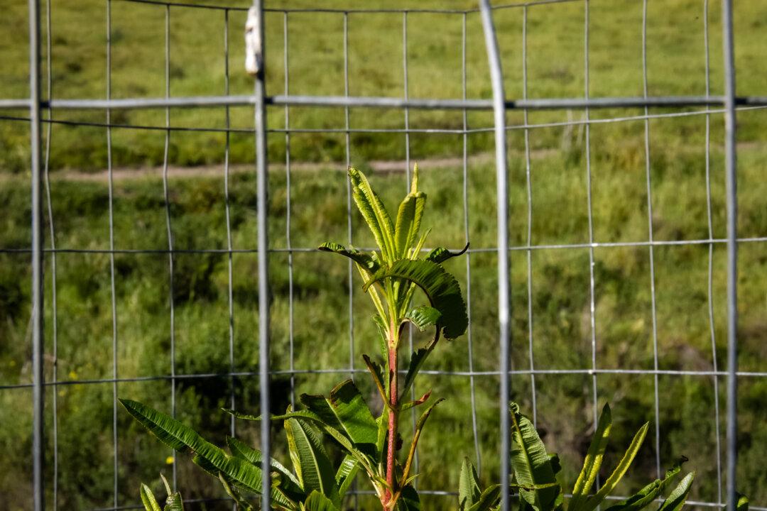 (Top) An aerial view of Avalon, Calif., on March 18, 2026. Avalon, the only city on the island, is a tourist destination and a popular stop for cruise ships. (Bottom Left) A plant protected by wire fencing to prevent animal grazing sits outside Avalon, Calif., on March 18, 2026. Some people argue that the mule deer consume native plants, allowing invasive grasses to take over the island landscape. (Bottom Right) A pelican prepares for flight in Avalon, Calif., on March 18, 2026. (John Fredricks/The Epoch Times)