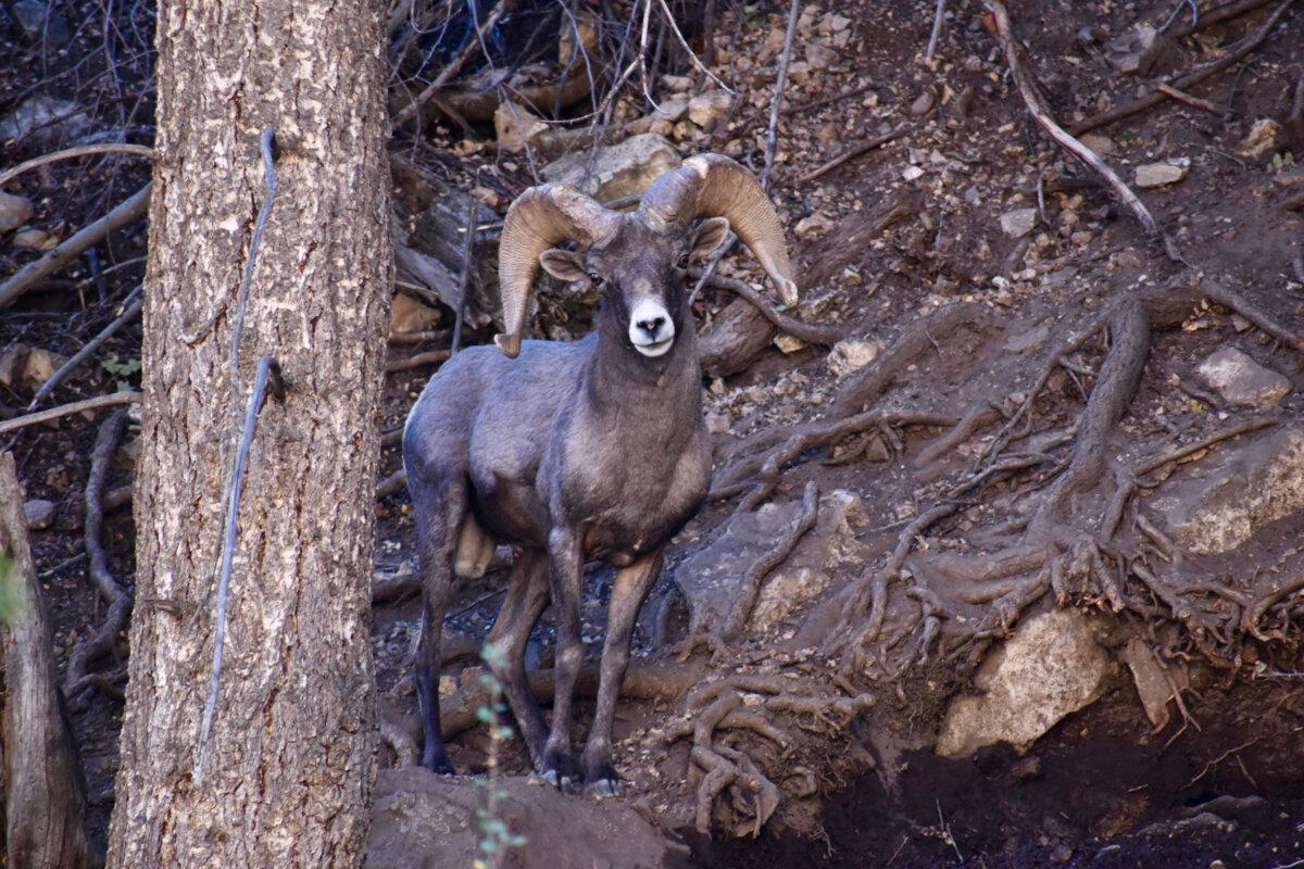 A bighorn sheep hanging out near the Bright Angel Trail. (Lori Rackl/TNS)