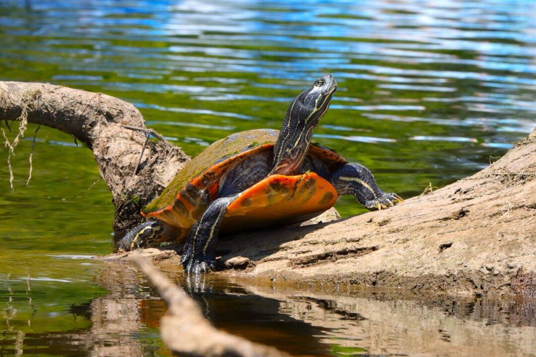 Pond Turtles and Dragonflies