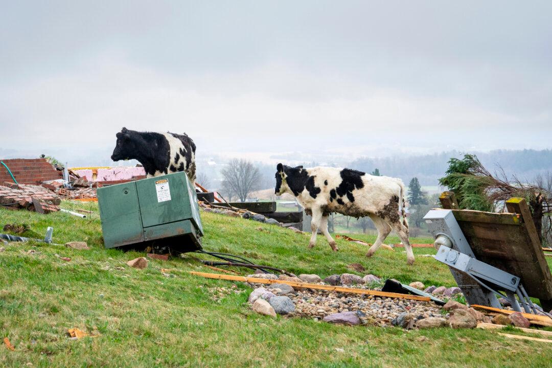 Day in Photos: Tornado in the US, Flight Cancellations in Germany, and Endangered Bornean Orangutan