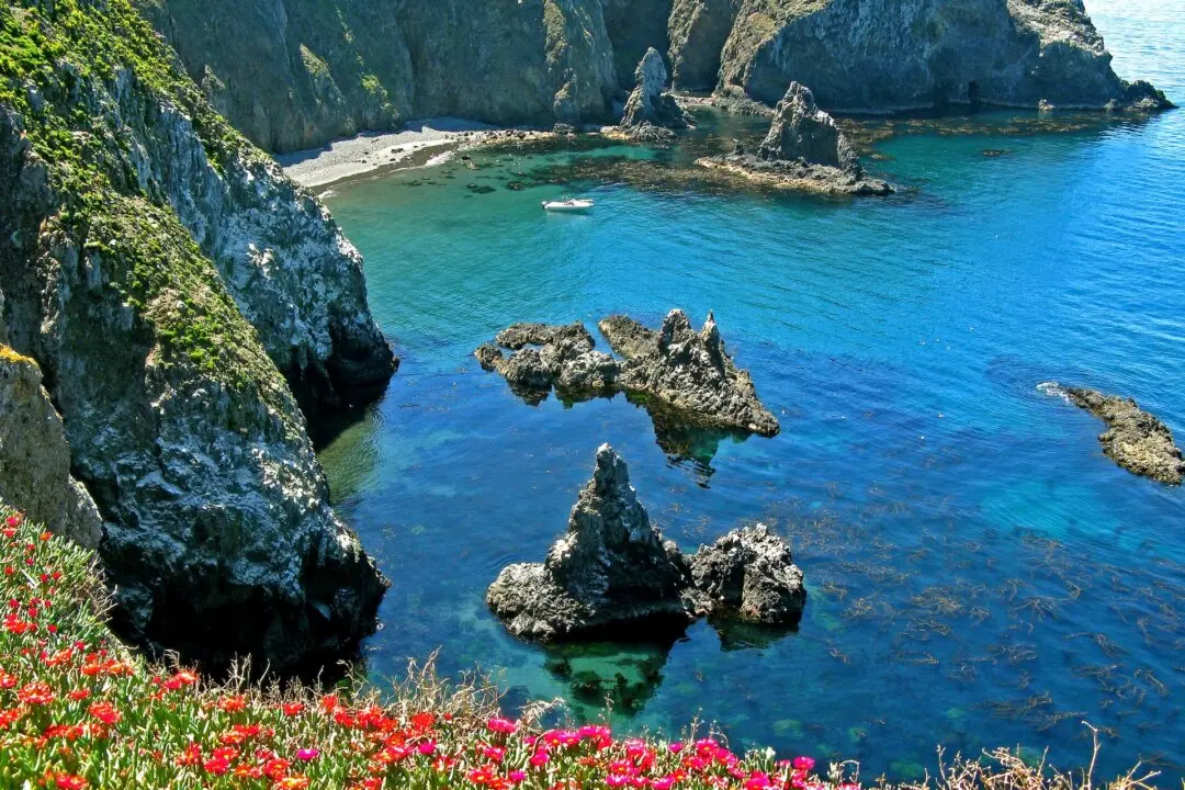 Channel Islands: See California’s Version of the Galapagos