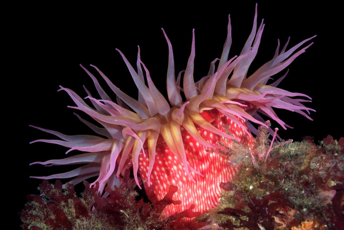 Red sea anemone in the Channel Islands, San Miguel Island, Calif. (Dreamstime/TNS)
