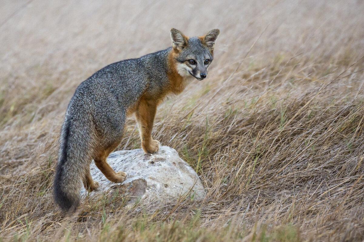 Rare island fox in Channel Islands National Park. (Patrick Barron/Dreamstime/TNS)