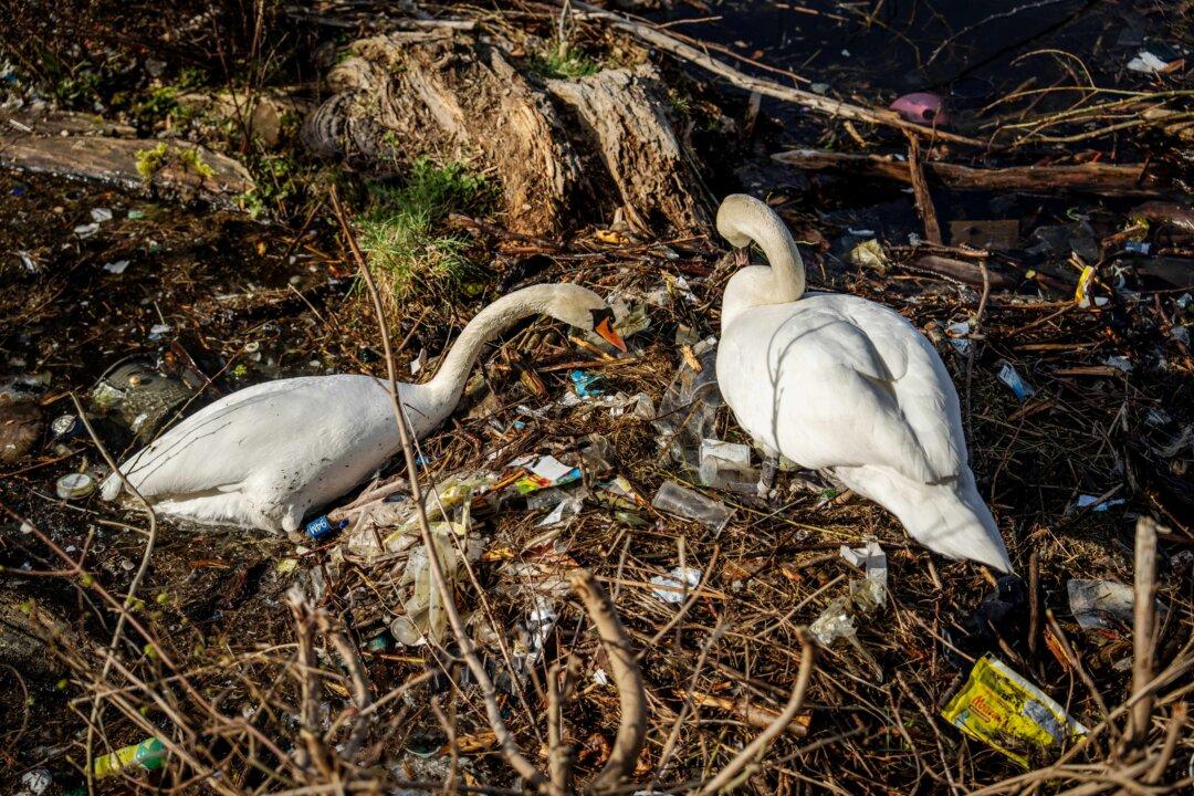 A pair of mute swans sit in their nest covered full of trash in Damhussoeen in Copenhagen, on April 20, 2026. The swans are currently incubating one egg. (Photo by Mads Claus Rasmussen / Ritzau Scanpix / AFP via Getty Images) / Denmark OUT