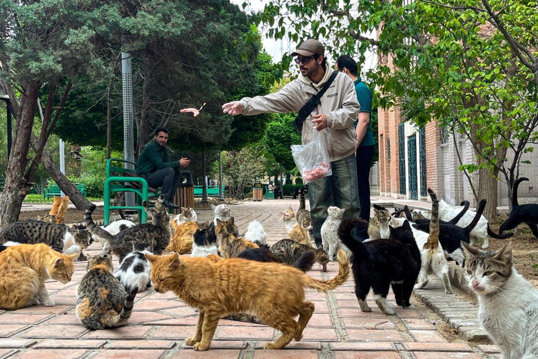 TOPSHOT - A man feeds stray cats in a park in Tehran on April 20, 2026, amid a ceasefire that came into effect last week. Iran insisted it has no plan to attend a new round of negotiations with the United States on April 20, as uncertainty grows over a push to stop the Middle East war from resuming. US President Donald Trump said he was sending negotiators to Pakistan for talks on ending the war that engulfed the region and rattled global markets, while repeating threats to attack Iran's energy infrastructure if it did not make a deal. (Photo by AFP via Getty Images)