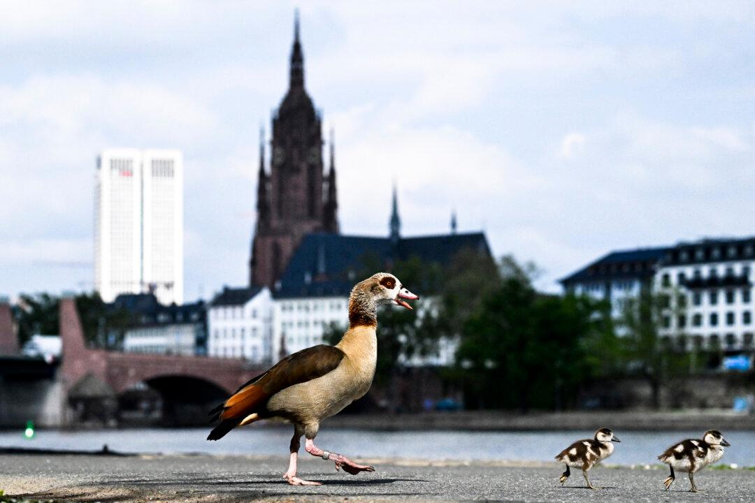 An Egyptian goose walks with her goslings along the Main river embankment in front of Frankfurt Cathedral in Frankfurt am Main, western Germany, on April 21, 2026 with air temperature reaching 13 degrees Celsius. (Photo by Kirill KUDRYAVTSEV / AFP via Getty Images)