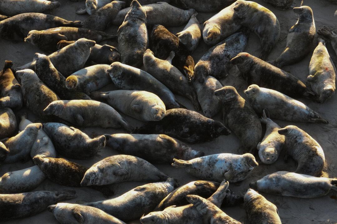 This aerial photograph shows grey seals resting on a sandy islet in the Baltic Sea as the sun begins to set near Mikoszewo, Pomeranian Voivodeship on April 21, 2026. (Photo by Sergei GAPON / AFP via Getty Images)