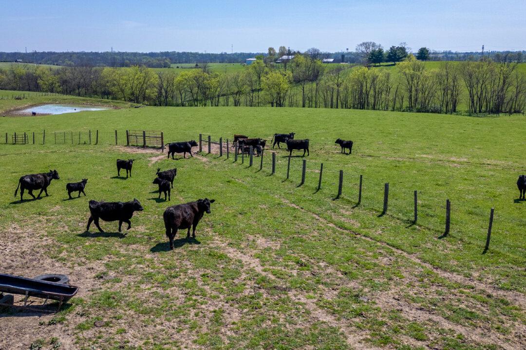 Cattle graze on the farm of Ida Huddleston and her daughter Delsia Bare on Big Pond Pike in Maysville, Ky., on April 10, 2026. The family has turned down a $26 million offer to sell their farm as they and other Mason County property owners oppose plans to build a data center and solar farm on their land. (Glenn Hartong for The Epoch Times)