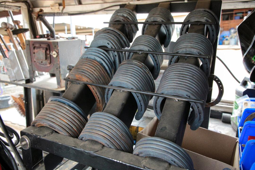 Farrier Thorsen Dusenberry on one of his regular visits to Arizona Cowboy College in Scottsdale, Ariz., on April 12, 2026. Dusenberry has worked as a farrier for almost two decades. (Richard Moore/The Epoch Times)