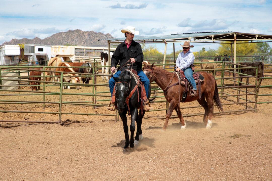Arizona Cowboy College attendees Carmine, Alec, and Jason ride horses at the college's facility in Scottsdale, Ariz., on April 13, 2026. (Richard Moore/The Epoch Times)