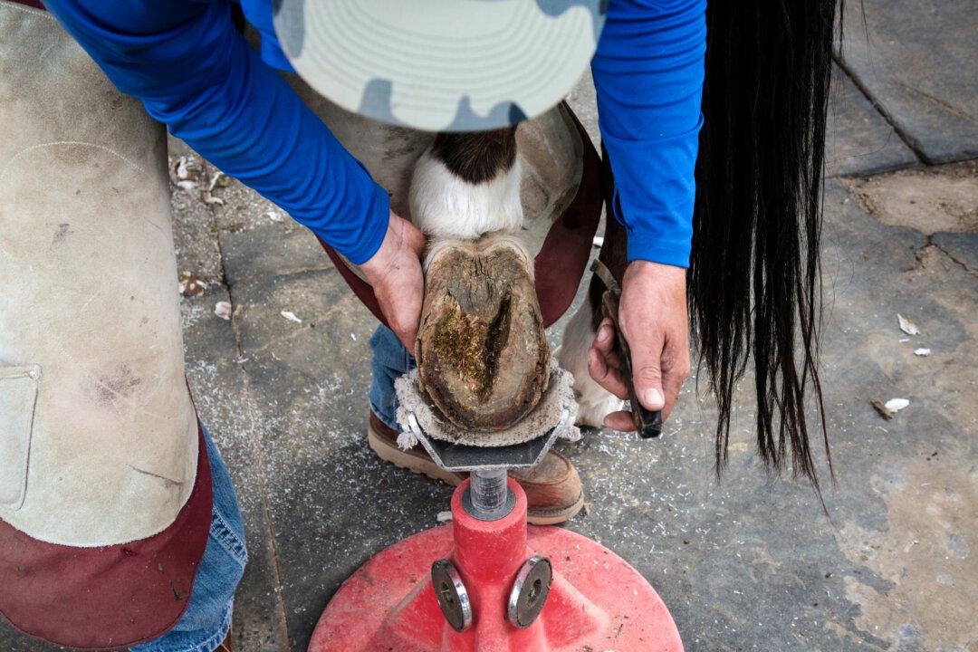 Farrier Thorsen Dusenberry on one of his regular visits to Arizona Cowboy College in Scottsdale, Ariz., on April 12, 2026. Dusenberry has worked as a farrier for almost two decades. (Richard Moore/The Epoch Times)