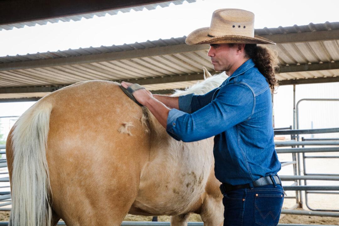 Arizona Cowboy College attendees Alec (Left) from Florida and Carmine (Right) from Prescott, Ariz., get a hands on view of cowboy life at the college's facility in Scottsdale, Ariz., on April 13, 2026. (Richard Moore/The Epoch Times)