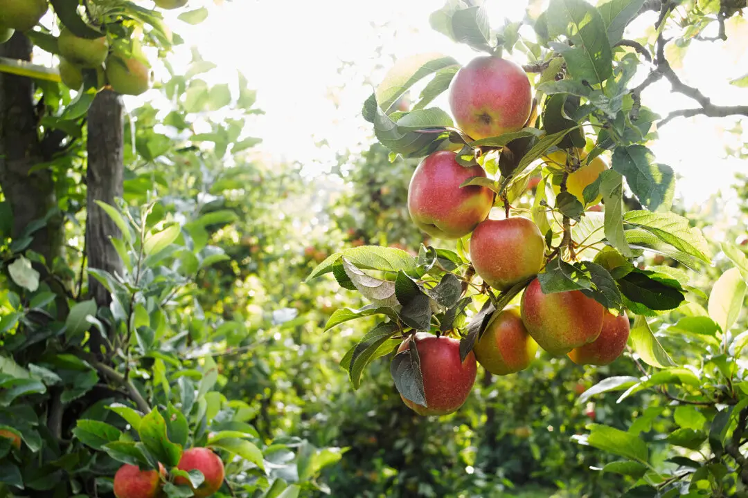 Notes From Owl Hill: New Seeds Sprout in a Family Orchard Story