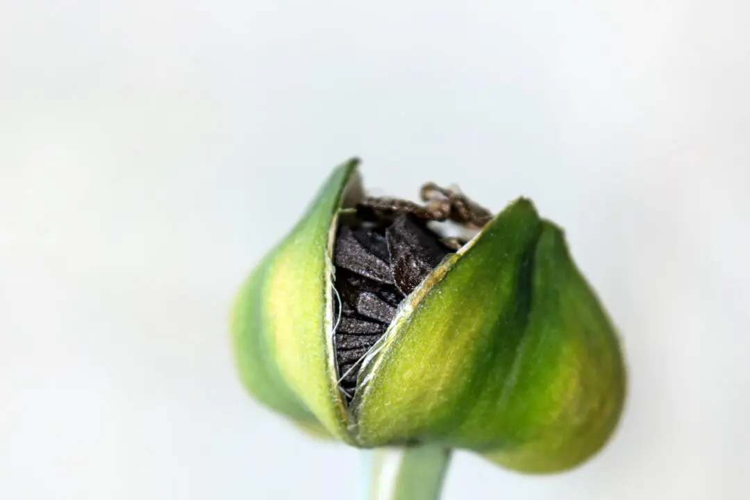 Amaryllis Seeds and Flooded Vegetable Gardens