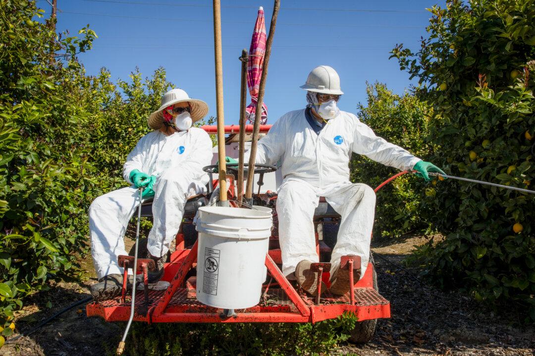 Agricultural laborers spray for insects and weeds in orchards at a fruit farm in Mesa, Calif., on March 27, 2020. Since its approval by the EPA in 1974, glyphosate has become one of the most widely used agricultural chemicals. (Brent Stirton/Getty Images)