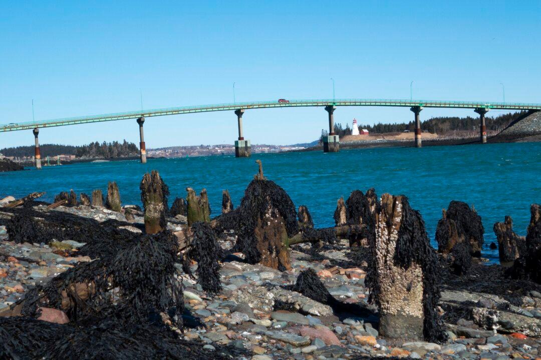 Some Americans Dig for Canadian Roots as Citizenship Rules Ease