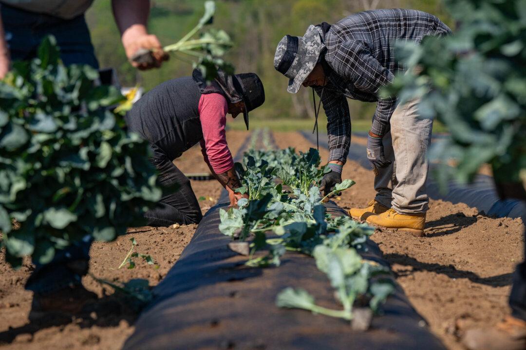 WEST JEFFERSON, NORTH CAROLINA - APRIL 24: Workers plant produce at Bluff View Farms on April 24, 2026 in West Jefferson, North Carolina. Many municipalities in the state are experiencing extreme drought conditions and are facing water use restrictions. Paul Hodgson, owner of the seventh generation family farm "Bluff View Farm", is being impacted by the ongoing drought as well as price increase of gas, diesel, and fertilizer. (Photo by Allison Joyce/Getty Images)
