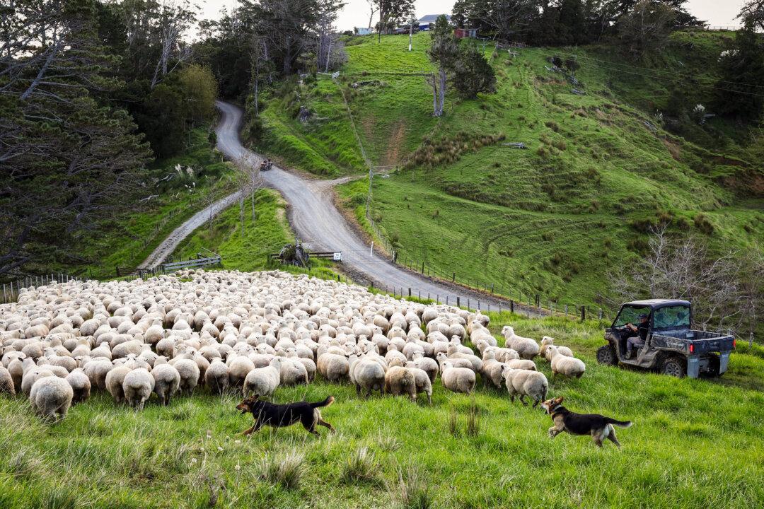 AUCKLAND, NEW ZEALAND - APRIL 24: Fifth-generation farmer Steve Dill brings a mob of sheep into the yards on his 510-hectare farm in the Kaipara Hills on April 24, 2026 in Auckland, New Zealand. Sheep and beef farmers across New Zealand's hill country are adapting to soaring diesel and fertiliser prices by reviving horse-powered mustering and redirecting spending toward fencing, as farm input costs climb to their highest levels in years. (Photo by Fiona Goodall/Getty Images)