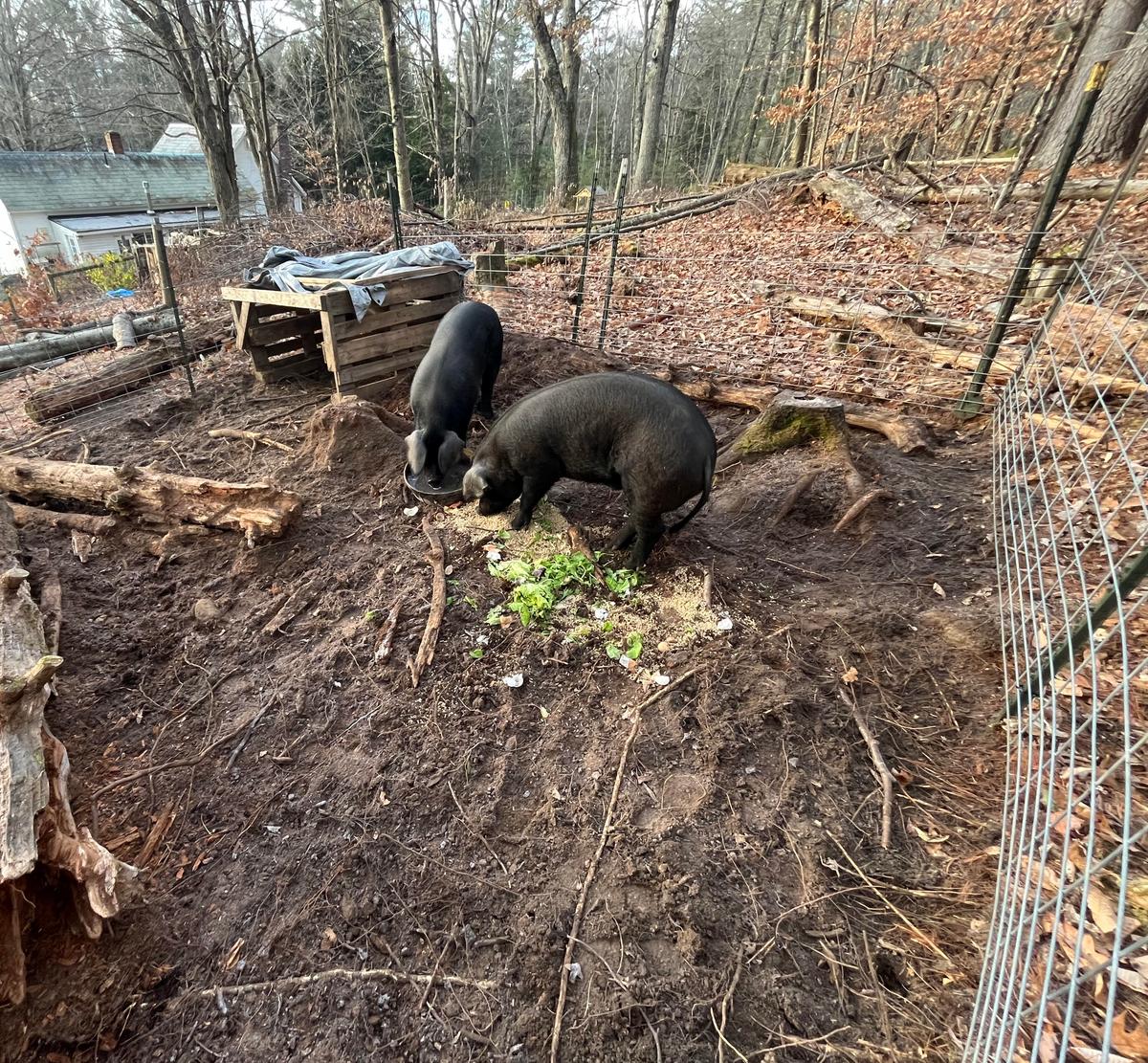 Notes From Owl Hill: Runaway Hogs and Homegrown Bacon