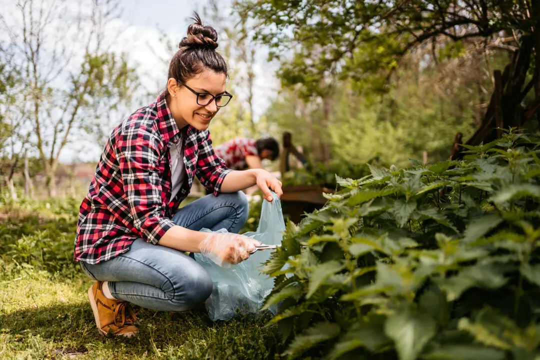 Stinging Nettles: The Spring Weed Worth Eating