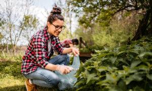 Stinging Nettles: The Spring Weed Worth Eating