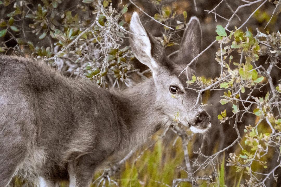 A mule deer wanders into brush outside Avalon, Calif., on March 17, 2026. The Catalina Island Conservancy eradicated 12,000 feral pigs and 8,000 non-native goats from the island in the past and is currently moving ahead with a plan to eradicate the mule deer population. (John Fredricks/The Epoch Times)