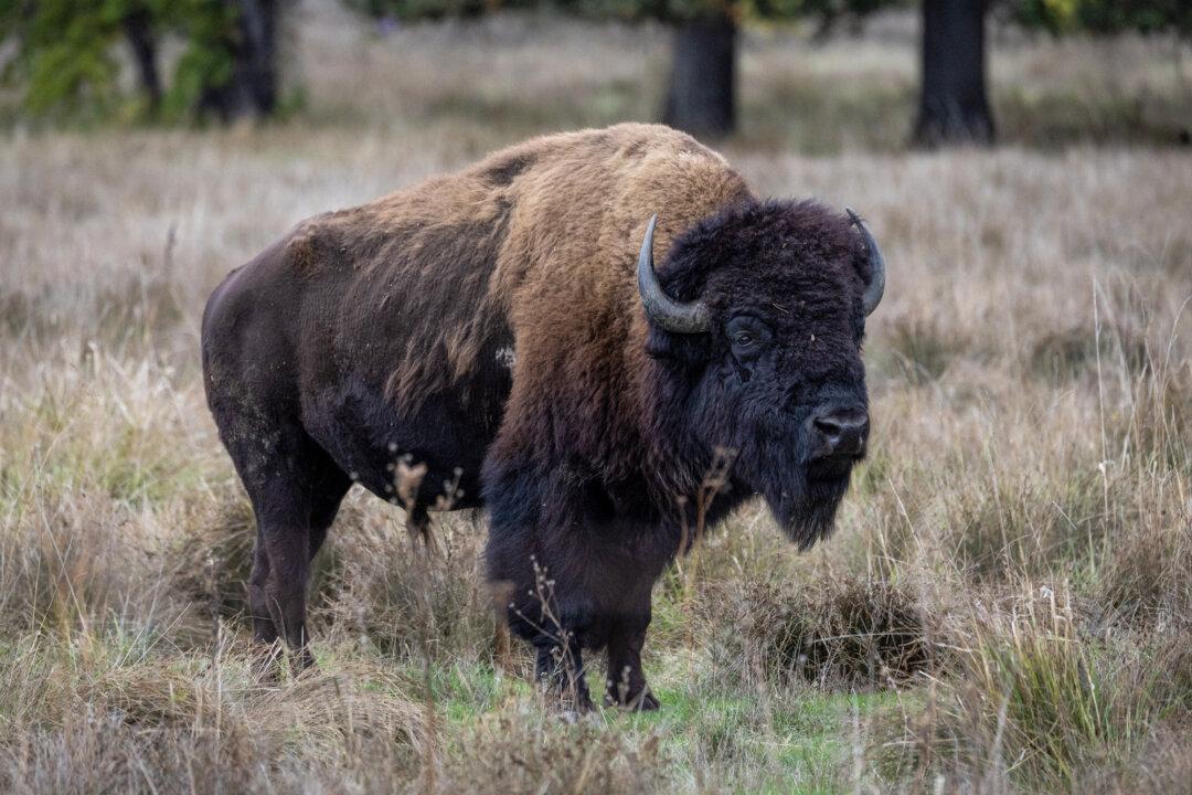 A bison roams outside Ukiah, Calif., on Oct. 9, 2025. Following an accidental sterilization, the Catalina Island herd has declined to about 80 to 90 aging animals. (John Fredricks/The Epoch Times)