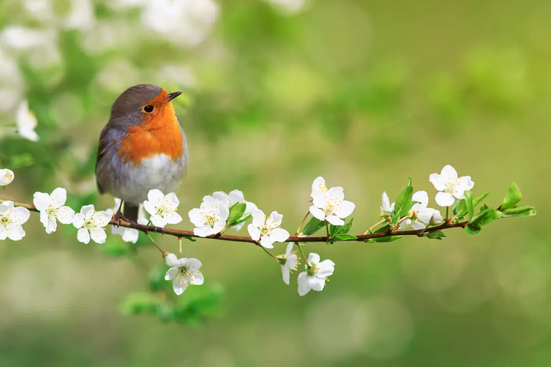 When the Robins Return: Spring and the Spirit of Renewal