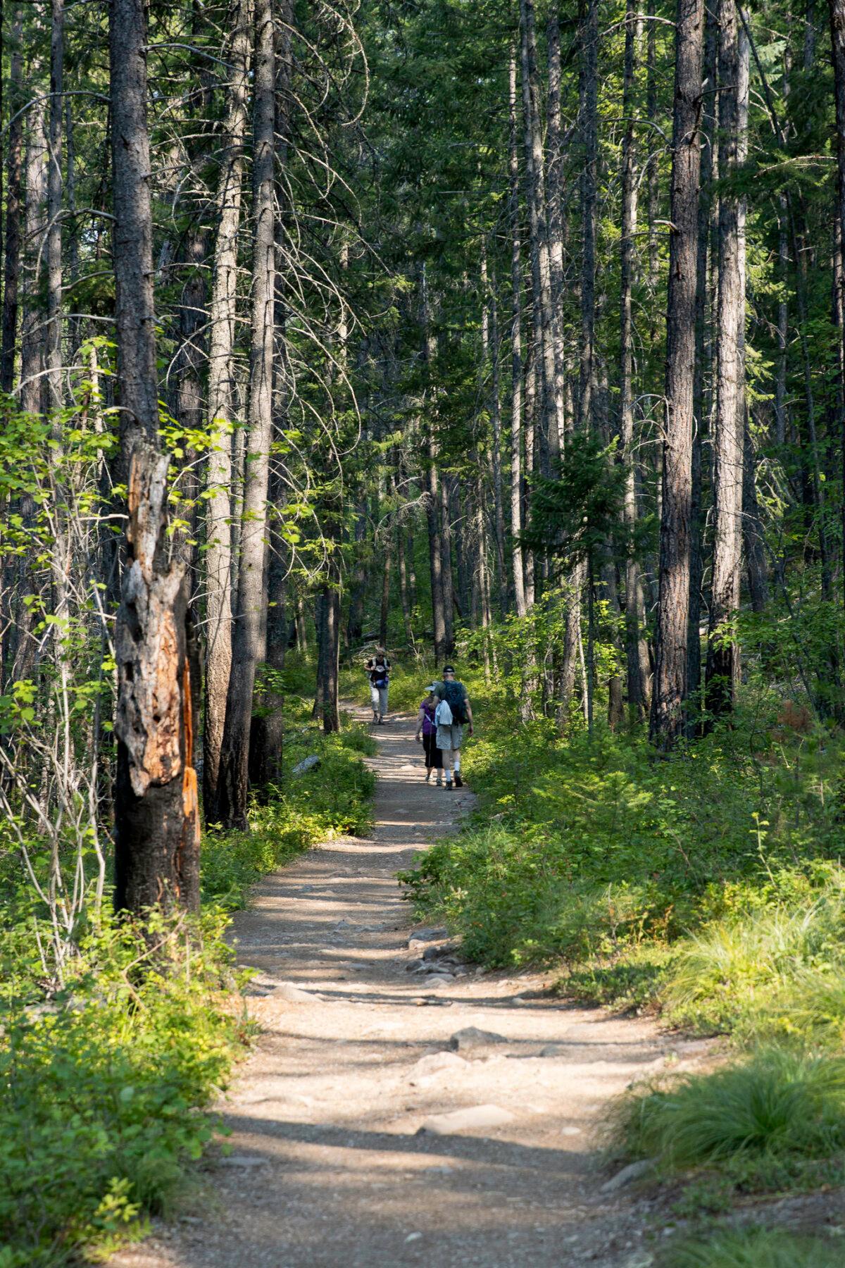 Hikers walk along the Rocky Point Trail on Sept. 4, 2025, which is a roughly 1-mile hike (one-way) that takes you along the shores of Lake McDonald through a diverse landscape. (NPS)