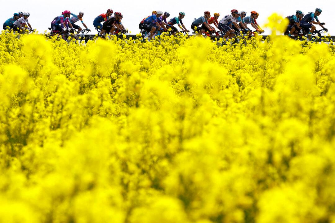 TOPSHOT - The pack rides during the 1st stage of the Giro d'Italia 2026 - Tour of Italy cycling race between Nessebar and Burgas, Bulgaria, on May 8, 2026. (Photo by Luca Bettini / AFP via Getty Images)