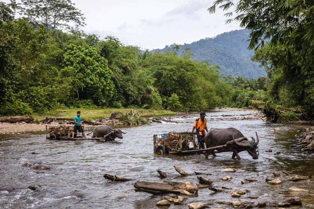 NORTH SUMATRA, INDONESIA - MAY 08: Workers carry oil palm tree fruits uses buffalo carts crossing the river as they harvest at the plantation in Bahorok on May 08, 2026 in North Sumatra, Indonesia. According to the media, Indonesia is advancing its biofuel program to B50 (50% palm-based biodiesel) by July 1, 2026. Indonesia is the world’s top palm oil producer, supplying over 50% of global demand and has aggressively pursued biofuel development in recent years, especially palm-based biodiesel, to boost energy sovereignty and reduce fossil fuel reliance witch currently facing renewed turbulence in the global energy market as oil prices fluctuate amid persistent geopolitical uncertainty and supply disruptions. On the other hand, the ambition to expand palm oil plantations could exacerbate the impacts of deforestation and environmental damage. (Photo by Ulet Ifansasti/Getty Images)