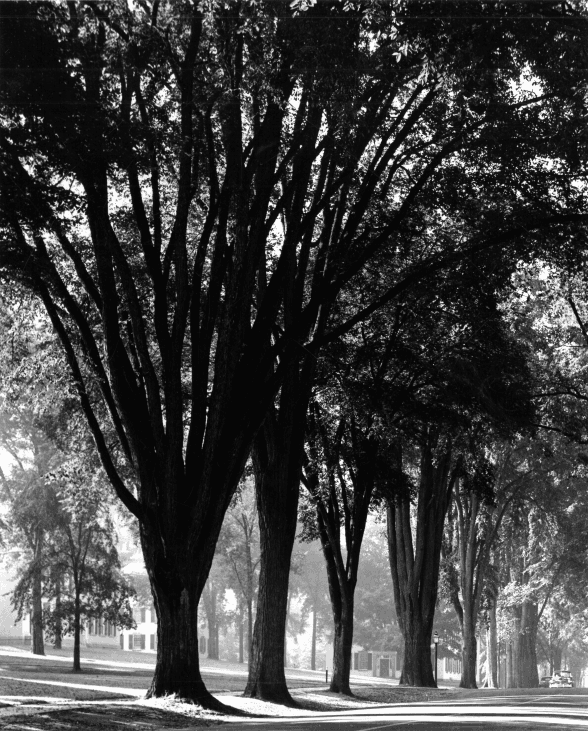 A row of elm trees grows along College Street on the Dartmouth campus in the late 19th century. (Public Domain)