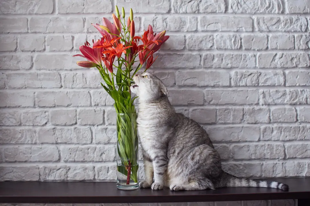 Lilies Can Kill Cats