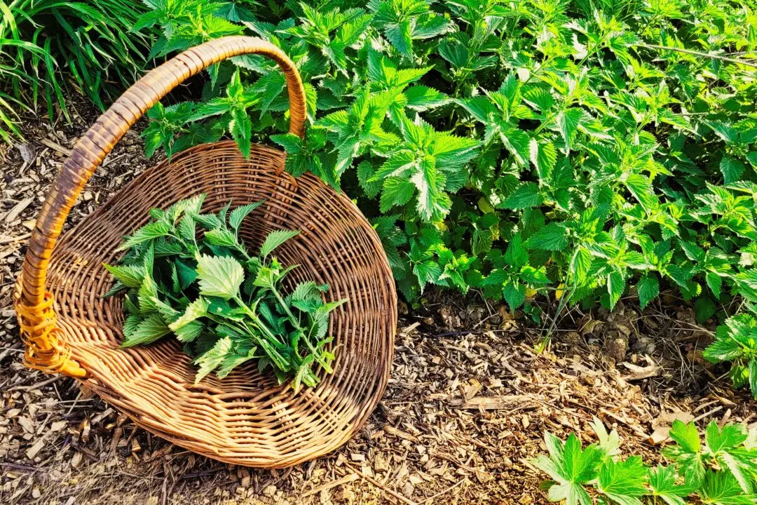 How to Forage and Use Nettles to Help Combat Seasonal Allergies