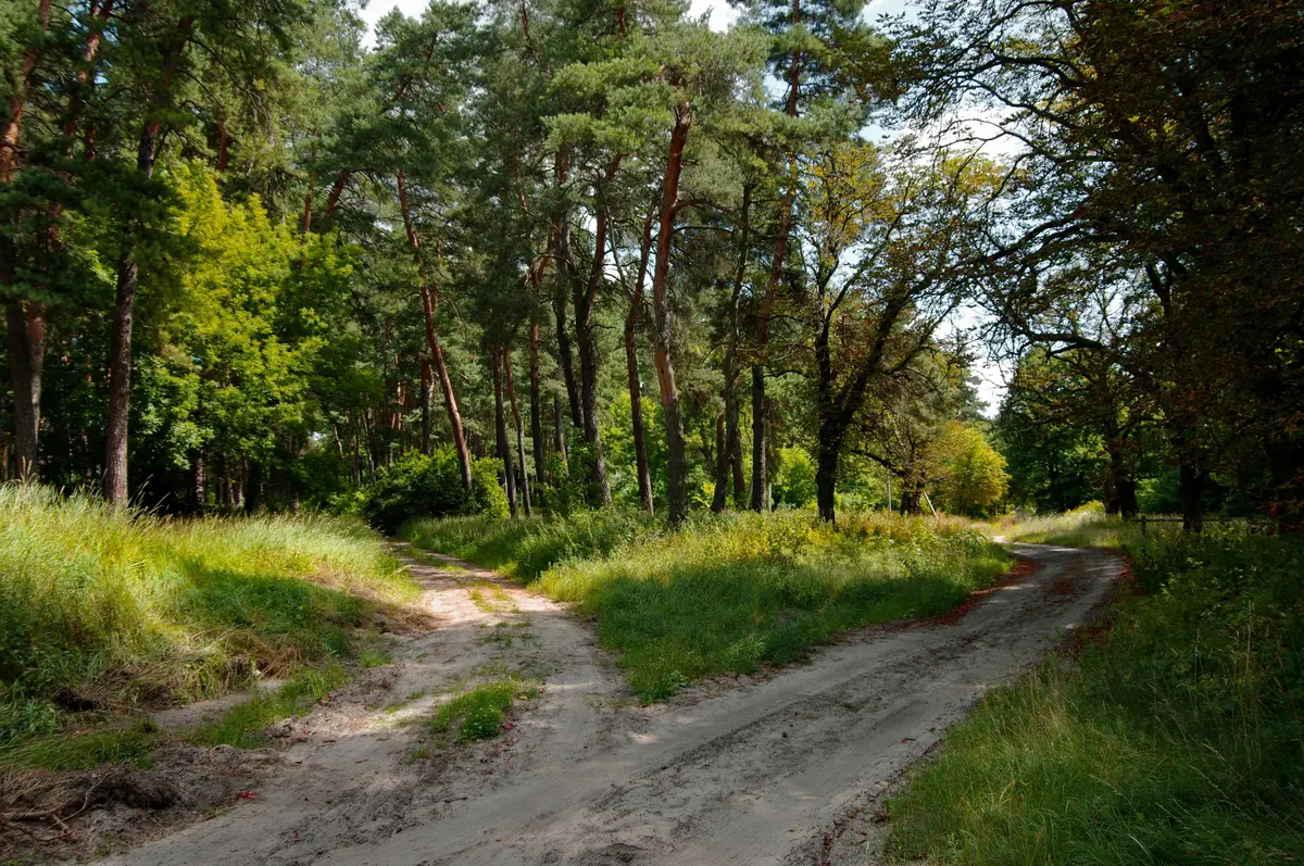 ‘The Road Not Taken’: A Poem Taken Much Too Seriously