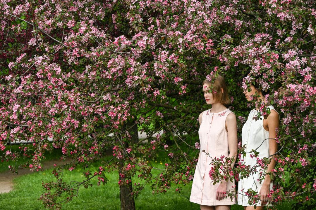 Young women pose against the backdrop of blossoming apple trees in an apple orchard at the Kolomenskoye Museum-Reserve in Moscow on May 15, 2026. (Photo by Igor IVANKO / AFP via Getty Images)