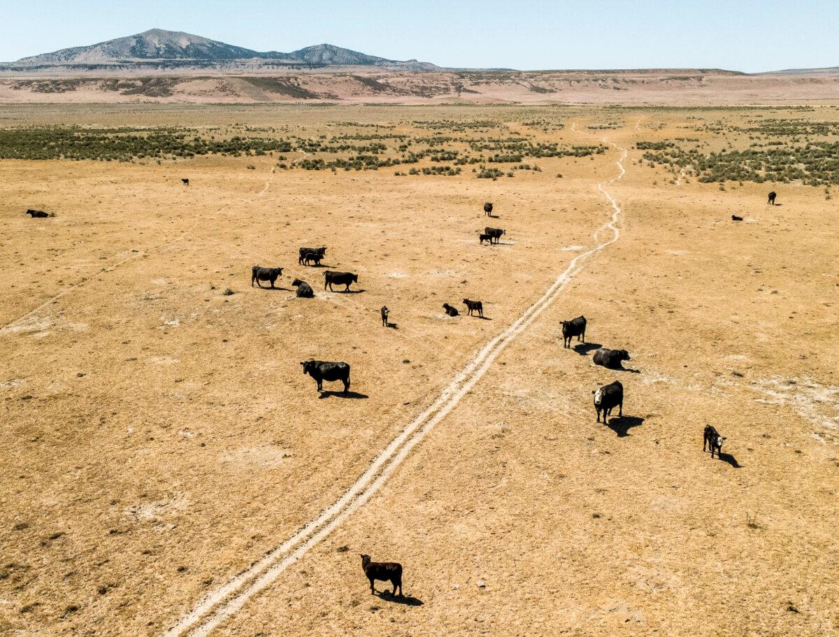 Cows graze in the area where the Stratos Project, a proposed data center, will be built in Box Elder County near Snowville, Utah, on May 15, 2026. (Natalie Behring/Getty Images)