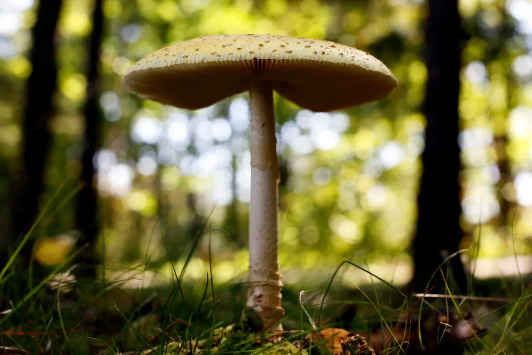 US Slaps Duties on Fresh Canadian Mushrooms Over Subsidy Claims