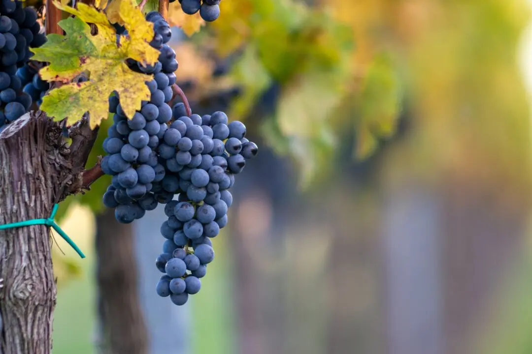 Cabernet Franc