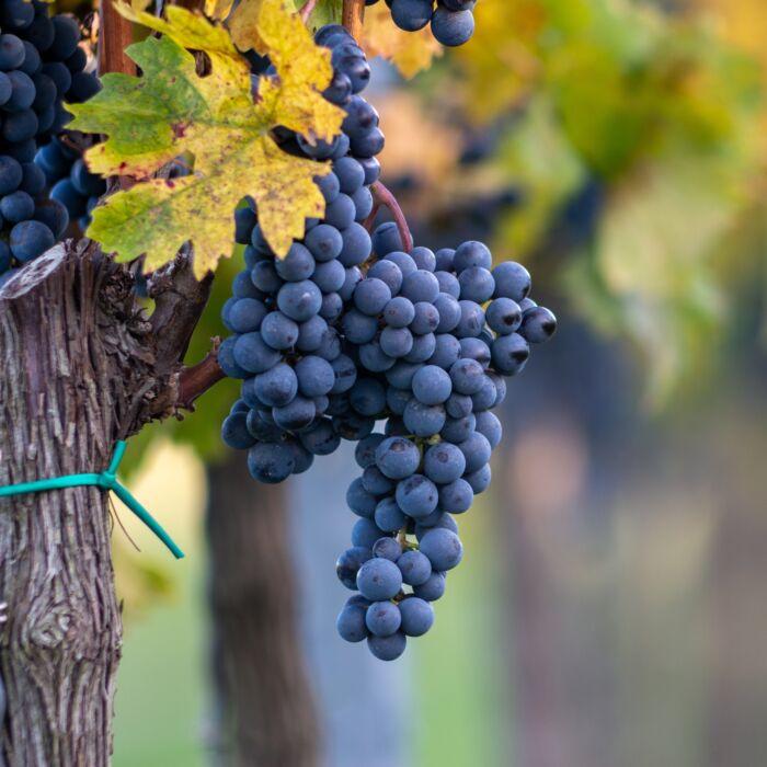 Cabernet Franc