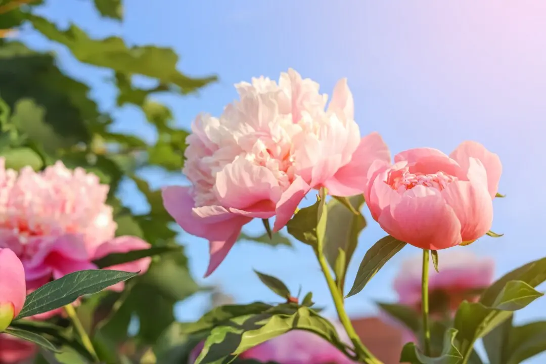 New Peonies Grandma Would Love