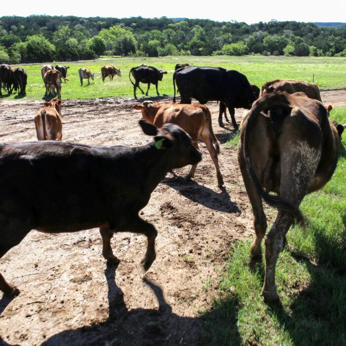 Mexico Suspends Certain Live Animal Imports From US Over Flesh-Eating Screwworm Concerns