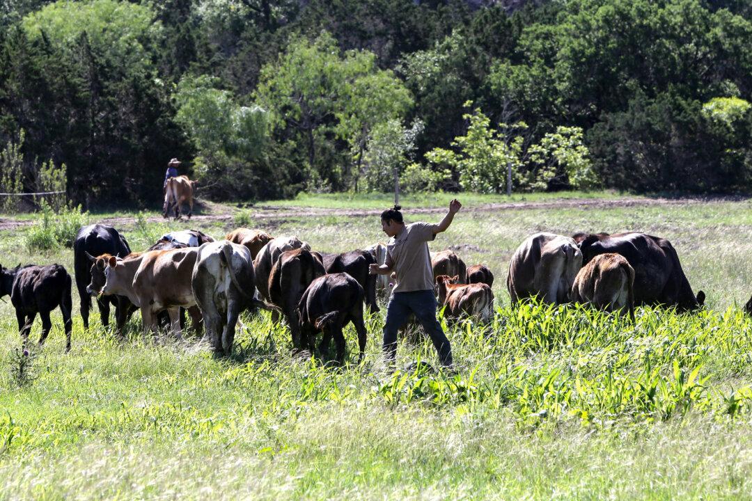 Cattle are driven to a pasture for grazing at Sovereignty Ranch in Bandera, Texas, on May 2, 2026. Bandera, dubbed the Cowboy Capital of the world, was a hub for driving millions of cattle and horses through the region during the late 1800s. (Bobby Sanchez for The Epoch Times)