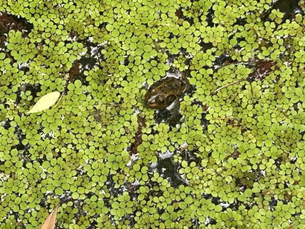 Gatorland’s Swamp Walk: What to See, Where to Catch Old Florida Vibes