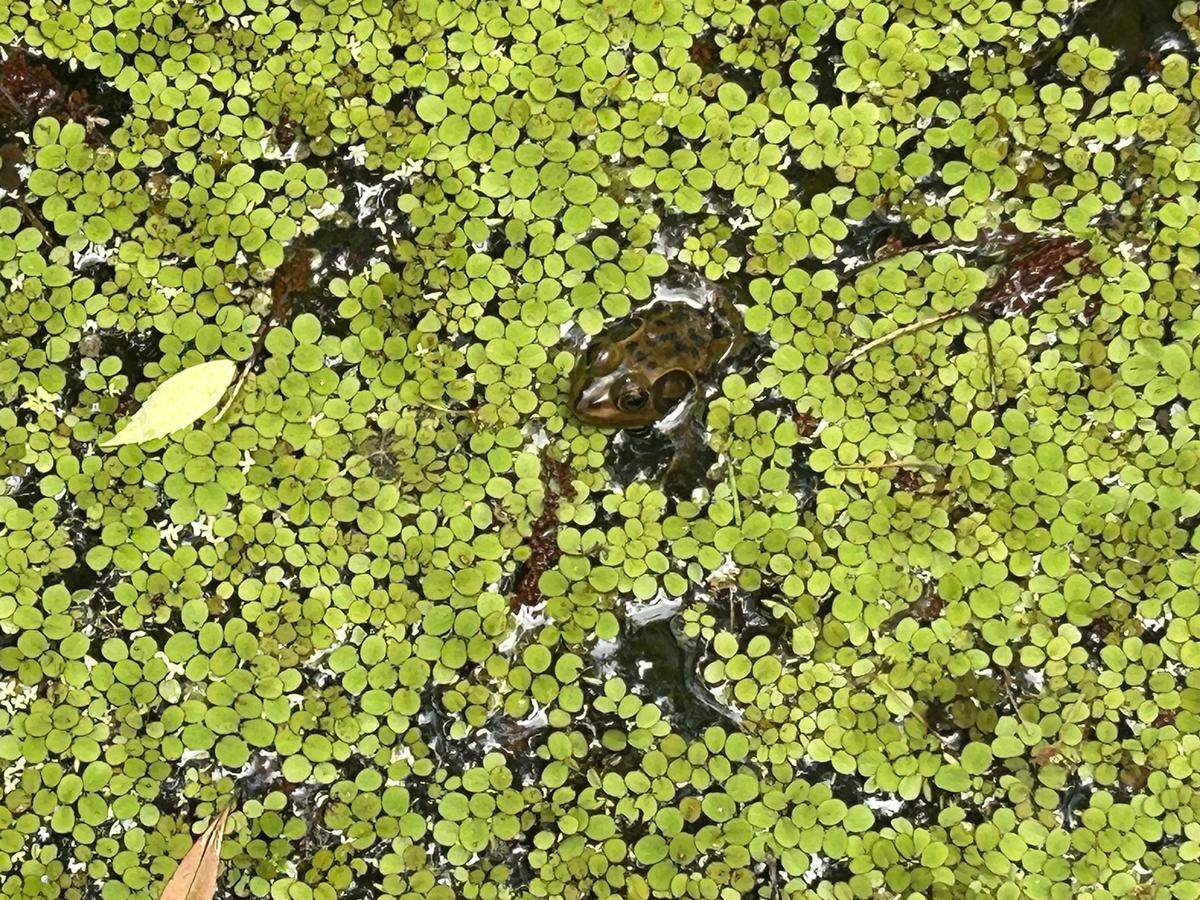 Gatorland’s Swamp Walk: What to See, Where to Catch Old Florida Vibes