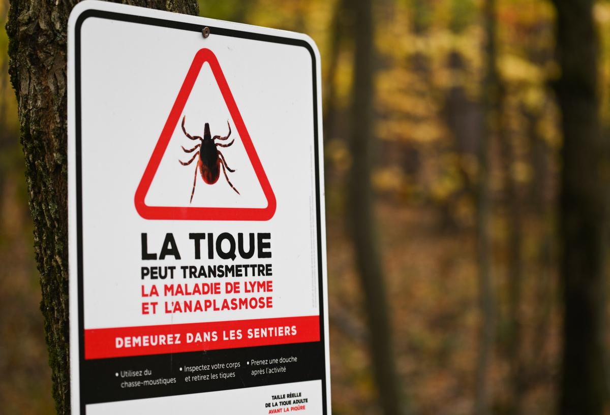 Cases of Lyme Disease in Montreal Highest in More Than 20 Years