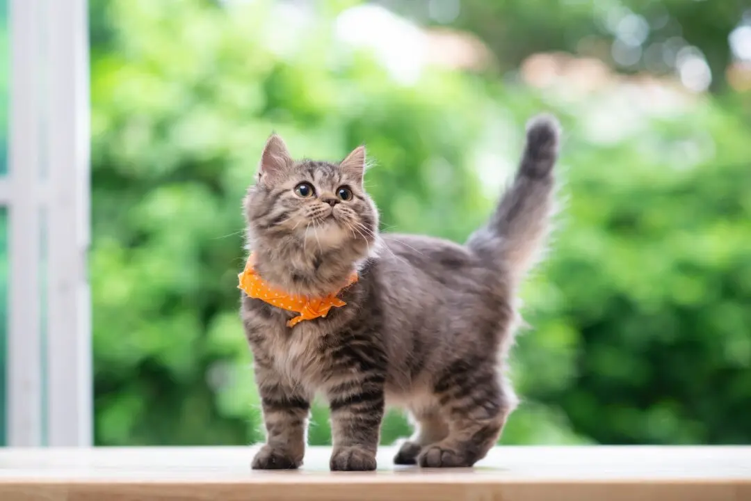 2-Pound Kittens Ready For Vaccinations