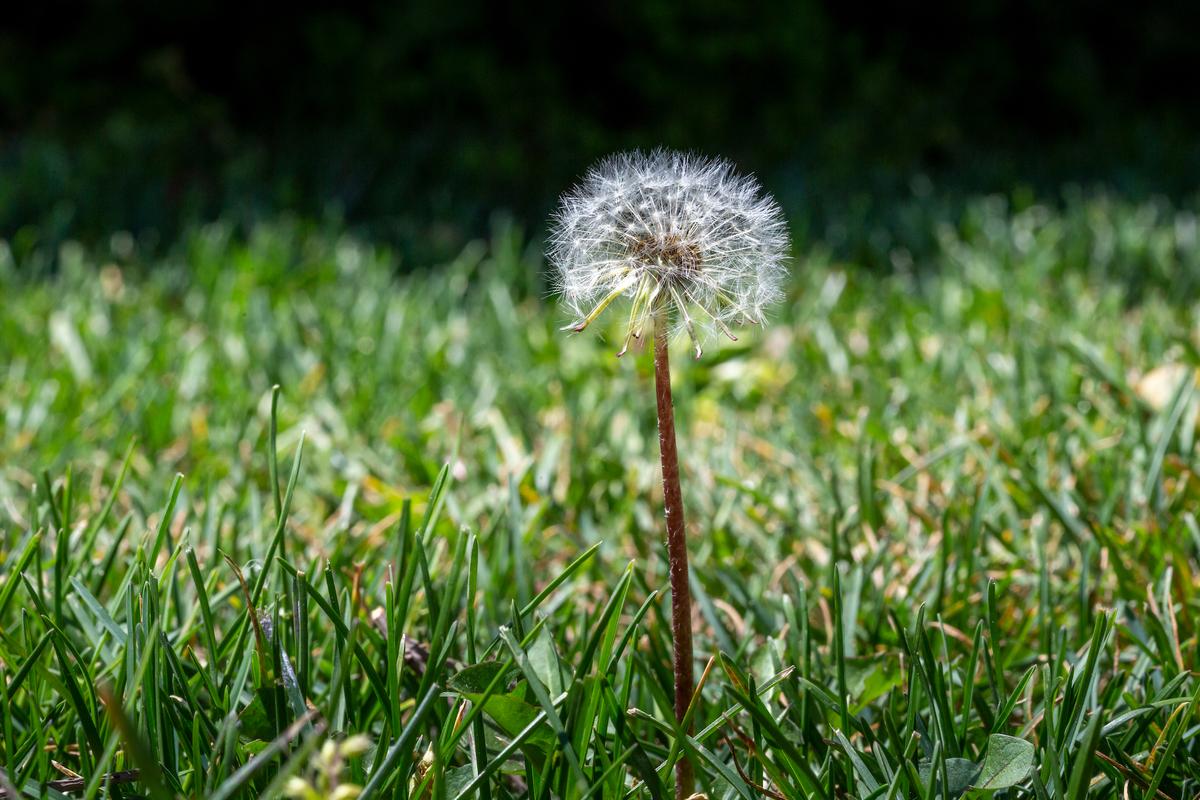 Can You Kill Dandelions Without Herbicides?