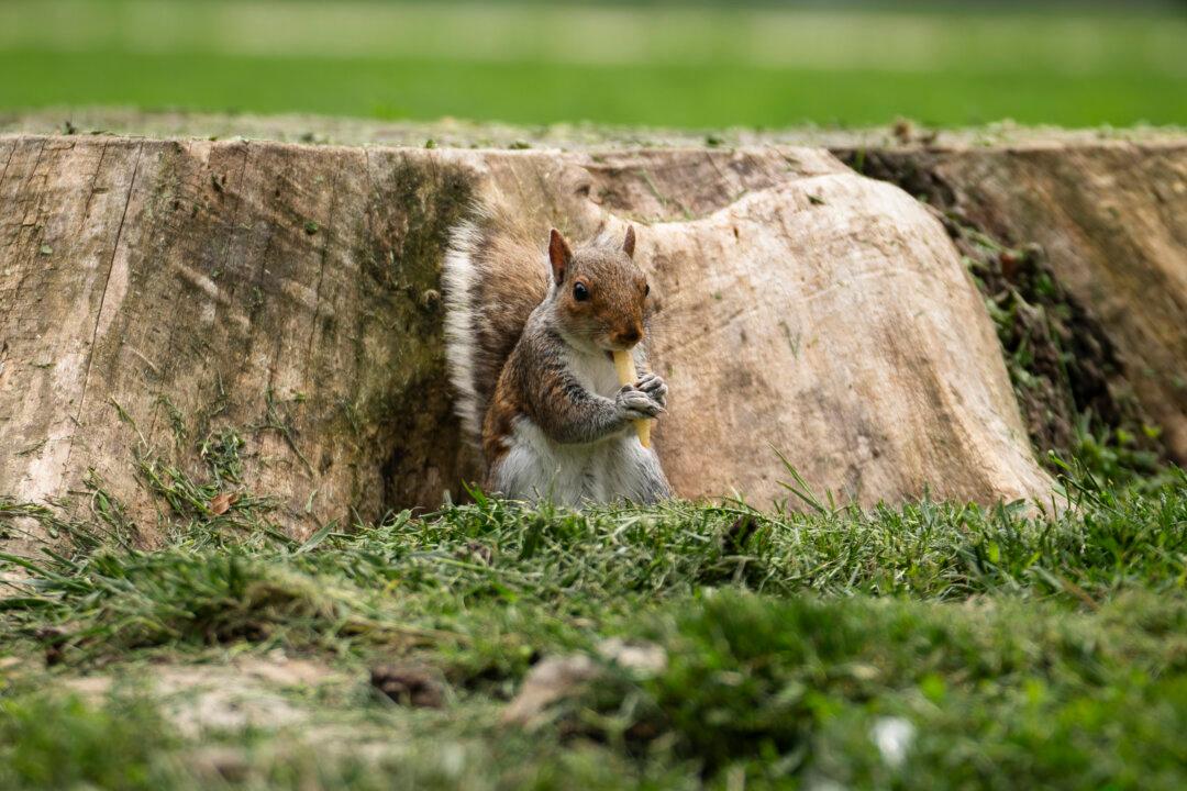 A squirrel eats a French fry in Washington on May 27, 2026. (Madalina Kilroy/The Epoch Times)
